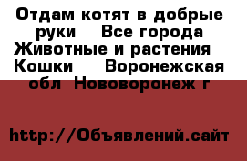 Отдам котят в добрые руки. - Все города Животные и растения » Кошки   . Воронежская обл.,Нововоронеж г.